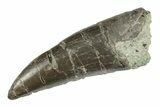 Rare, Serrated, Megalosaurid (Marshosaurus) Tooth - Colorado #245958-1